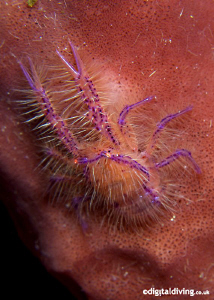Hairy Squat Loster in Lembeh. Taken with D200 and 60mm le... by David Henshaw 